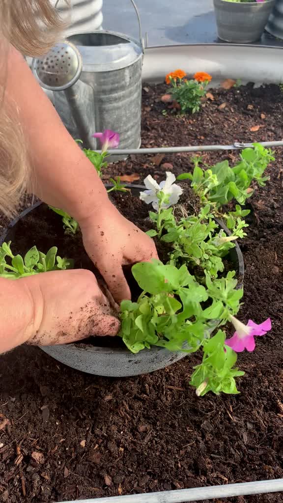 Hands planting flowers in a round container