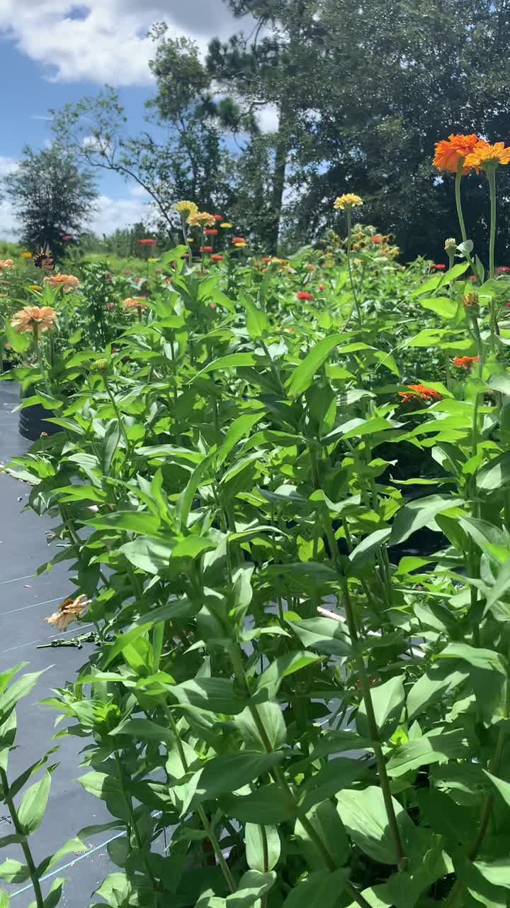 Flowers growing in our raised garden beds
