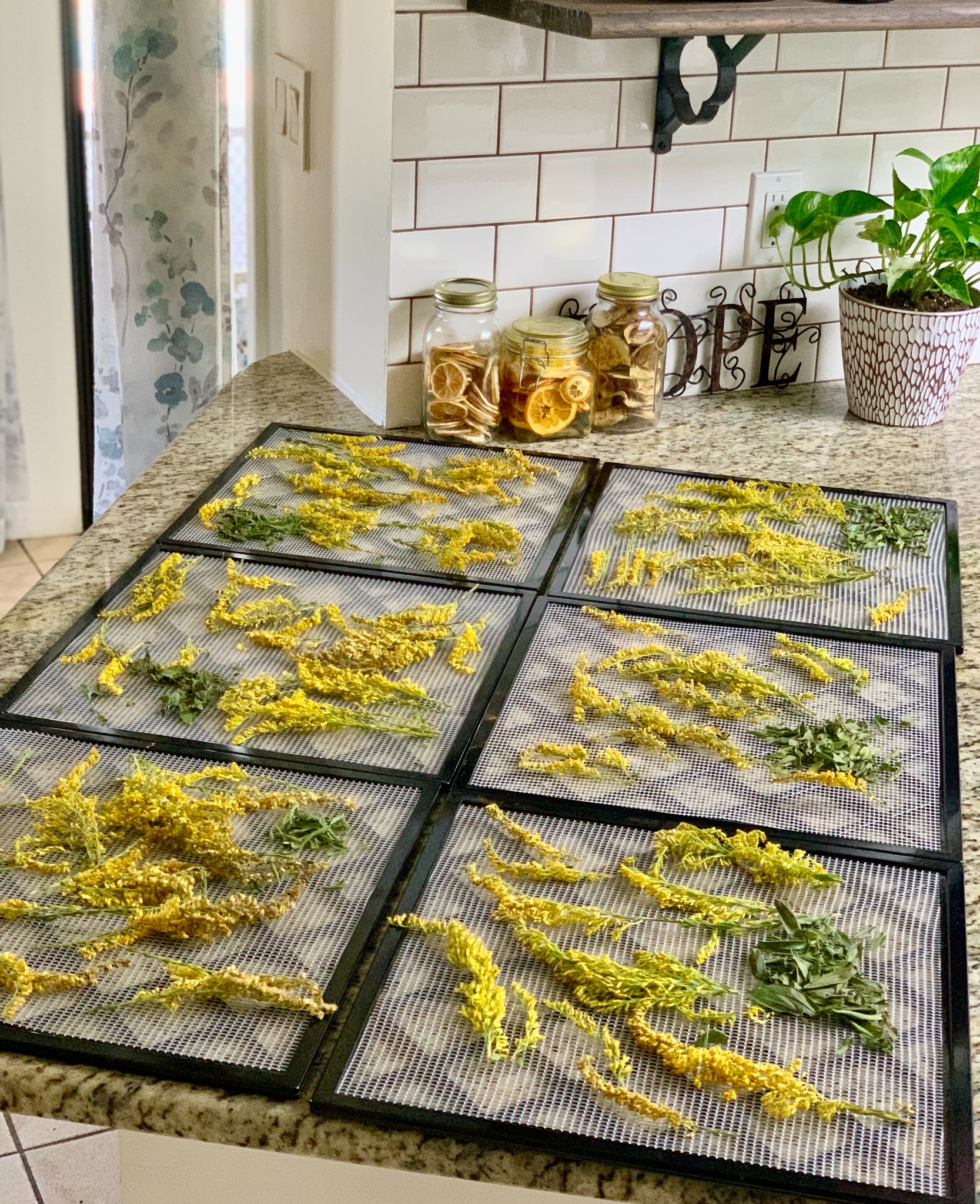 Yellow flowers and leafy stems drying on mesh trays in a farmhouse kitchen, with jars of dried citrus on the counter